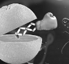VitaminC