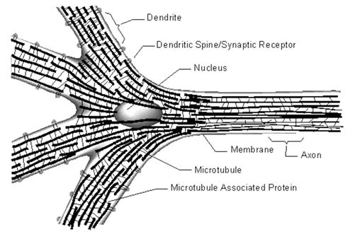 neuronenkern