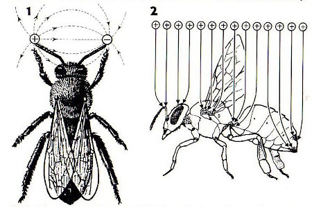 Bienen Elektro