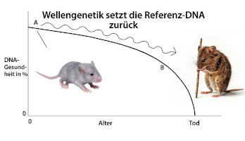 Maus2