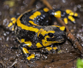 salamander